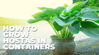 How To Grow Hostas In Containers [upl. by Ahsitel]