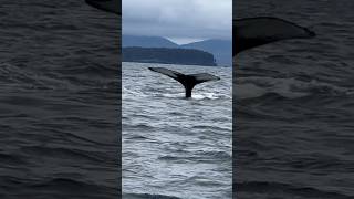 Humpbacks off Kodiak Guiding nathab photo expedition alaska wildlife kodiak whale whales [upl. by Inatsed]