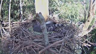 Zimbali Estate Crowned Eagle Nest 13 September 2023 10h07 [upl. by Sandon]