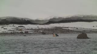 King Eider  Vardø NO  050417 [upl. by Natka]