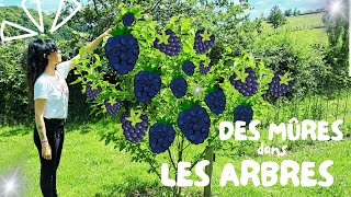 🟡 Tout Savoir sur  LARBRE A MÛRES  Forêt Comestible [upl. by Nylde]