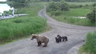 Brooks Falls Katmai NP Alaska video compilation 19072012 [upl. by Elttil]