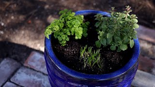 Planting Herbs in Containers for Beginners 🌿 Garden Answer [upl. by Aikenat992]