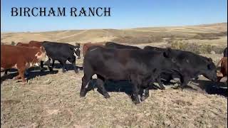 BIRCHAM RANCH Open Heifers [upl. by Elnar]