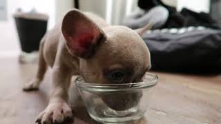 Frenchies First Day Home  Blue Fawn French Bulldog Puppy [upl. by Aneerhs]