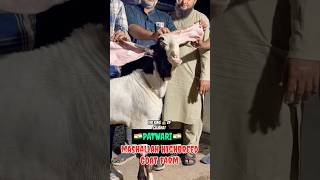 PATWARI  The King Of Gujarat  patirahouse bgm [upl. by Elissa]