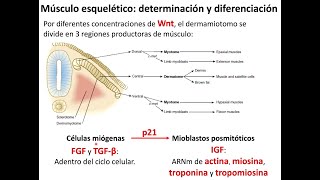 Embriología Somitogénesis y sistema muscular [upl. by Nedah228]