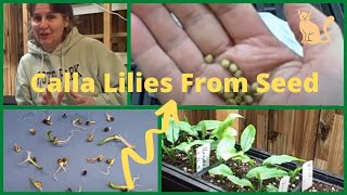 How to Grow Growing Calla Lilies Lily from Seed From Collected Saved Calla Lily Seeds [upl. by Lahtnero]