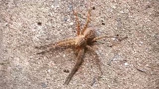 Dolomedes scriptus Fishing Spider Found in Bristol CT on 9142024 [upl. by Rollins]