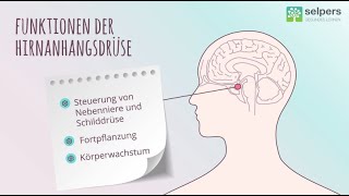 Akromegalie und Wachstumshormon  Wachstum verstehen Experte erklärt [upl. by Ecinnahs217]