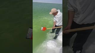 The process of extracting salt from the sea by shoveling [upl. by Bronder575]