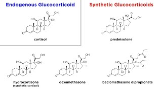 Glucocorticoids Mechanisms and Side Effects [upl. by Eneliak]