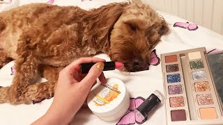 ASMR Doing My Dogs Makeup RP Whispered LoFi [upl. by Etnud713]