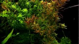 Ludwigia arcuata  aquatic plants guide [upl. by Yrag]