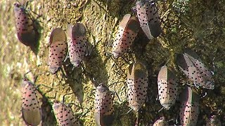 Researchers may have found spotted lanternfly breakthrough [upl. by Riamu]