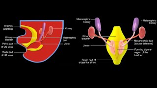 Development of Urinary System  Part 2 [upl. by Salchunas]