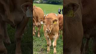 Limousin Cattle  Milan Herd [upl. by Tnarg]