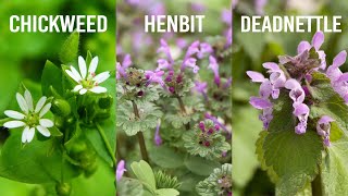 Winter Annual Weeds Chickweed Henbit and Deadnettle [upl. by Vasileior]