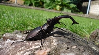 Lucanus cervus akbesianus  Stag Beetle  HirschkÃ¤fer [upl. by Zevahc228]