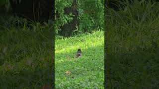 Blackcollared starling Birds beautifulbird birds birdsounds eatinglobster nature birdss [upl. by Maher409]