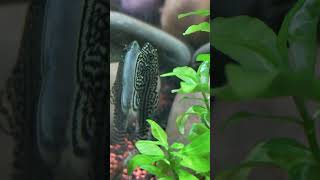 Hillstream loach eating bio film Best algae eaters for aquarium [upl. by Theodosia]