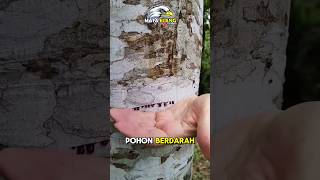 JANGAN Menebang POHON ini❗️⁉️😲 fakta faktaunik faktamenarik hewan animals facts misteri [upl. by Carolus]