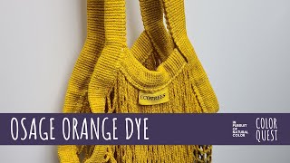 HOW TO MAKE NATURAL DYE WITH OSAGE ORANGE  ORGANIC COLOR  YELLOW GOLD GREEN BROWN  IRON WATER [upl. by Hyacinth]