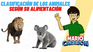 Clasificación de los Animales Según su Alimentación [upl. by Adrell]