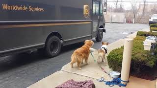 Dogs Love UPS  Compilation [upl. by Delora]