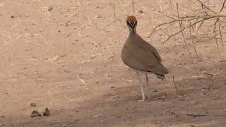 Temmincks Courser  Remco Hofland [upl. by Lazarus453]