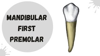 Mandibular First Premolar  Tooth Morphology Made Easy [upl. by Eelyk]