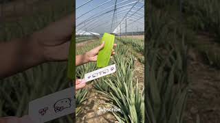 Aloe vera completely dose for human skin and hair [upl. by Nehemiah30]