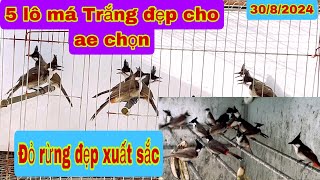 308 tách 5 lô Má Trắng đẹp cho ae chọn 15 đỏ rừng đẹp xuất sắc ae nhanh tay nha  Vùng giọng hay ạ [upl. by Bradshaw742]