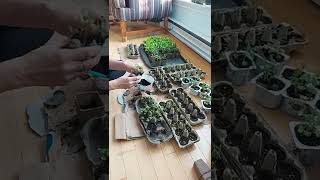 transplanting arugula roquette from egg cartons to jiffy pots [upl. by Harte]