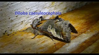 Diloba caeruleocephala The figure of eight by Theo [upl. by Siuqaj]