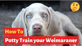 How to easily house train Weimaraners Effective Training tips [upl. by Ainecey]