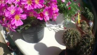 Lewisia and Echinopsis hybrid in bloom [upl. by Colwin]