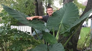 The Secret to Growing Alocasia  The Barefooted Gardener [upl. by Zetram]