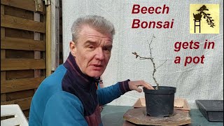 Beech bonsai 1 [upl. by Navad152]