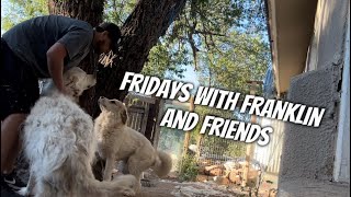 Friday Fun with Franklin and Friends [upl. by Nilsoj]