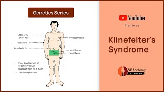 Klinefelters Syndrome Explained Genetics Characteristics and Complications [upl. by Glick1]