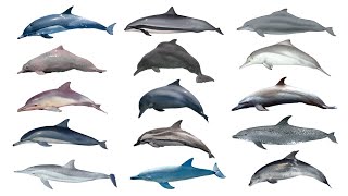 Oceanic Dolphin Species Part 1  Family Delphinidae Part 1 [upl. by Hanoj]