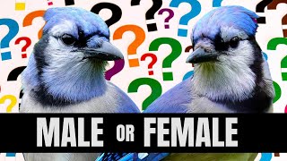 How To Tell Male And Female Blue Jays Apart  Is It Even Possible [upl. by Tye]