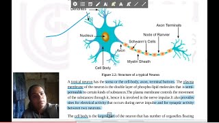 Neurons and Nerve Impulse in Hindi  BioPsychology  BPCC102 20  22  IGNOU BAH Psychology [upl. by Binah]