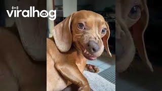 Badtempered Dachshund Turns Up Her Nose  ViralHog [upl. by Wester]