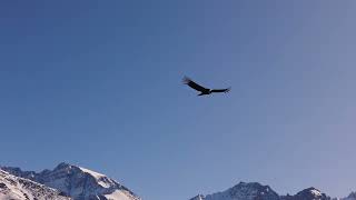 El vuelo del rey de Los Andes  Vallecitos  Mendoza [upl. by Anyl]