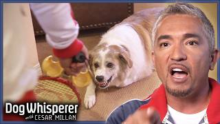 Aggressive Aussie Shepherd Threatens Cesar Over Food  Dog Whisperer With Cesar Millan [upl. by Ailemap171]