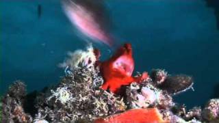 Funny Giant Frogfish bites off more than it can chew [upl. by Ogram]