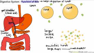 The Digestive System and Digestion For AQA 91 GCSE Biology and Trilogy Combined Science [upl. by Weeks369]