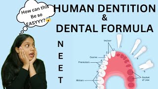 Human Dentition 🦷amp DENTAL FORMULA  Thecodont  diphyodont heterodont  NEET  humera [upl. by Joell]